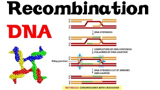 DNA recombination basic [upl. by Refynnej950]