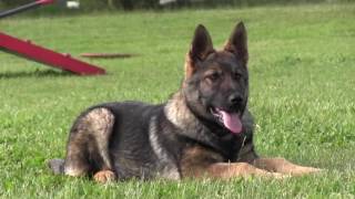 Best German Shepherd Puppy Training [upl. by Stargell]