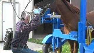 Equine Dentistry Done Correctly [upl. by Bogoch]