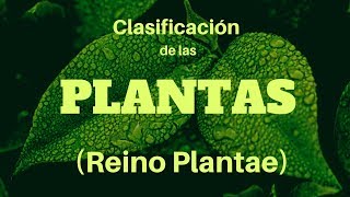 CLASIFICACIÓN DE LAS PLANTAS Reino Plantae [upl. by Nilknarf509]