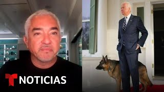 César Millán ofrece su apoyo a Biden para entrenar a su perro Major  Noticias Telemundo [upl. by Oiracam]