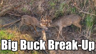 BIG BUCK BREAKUP Giant Bucks Stuck in Life Threatening Lock [upl. by Yelsgnik]