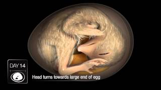 Chicken Embryo Development [upl. by Darnall]