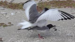 Swallowtailed Gull Courtship and Mating [upl. by Clarey]