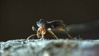 Bombardier beetle  filmed 2009 [upl. by Krystle]