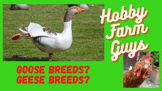 Beginners Guide to Goose Breeds [upl. by Borszcz]