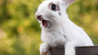 Rabbit Screaming Sound High Quality  Rabbit Sound [upl. by Seely988]