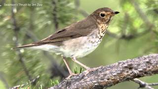 Swainsons Thrush Song [upl. by Esilanna]