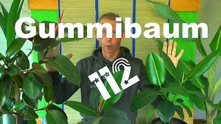 Gummibaum schneiden und vermehren ganz einfach [upl. by Siahc]