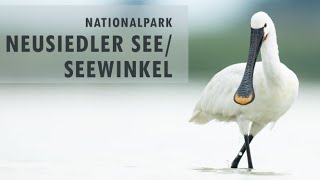 Nationalpark Neusiedler SeeSeewinkel  Fauna und Tierfotografie [upl. by Ardnuaed]