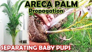 ARECA PALM PROPAGATION  HOW TO PROPAGATE ARECA PALM PUPS  Sprouting Seeds [upl. by Calida]