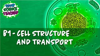 B1  WHOLE TOPIC GCSE CELL STRUCTURE AND TRANSPORT [upl. by Nojad216]