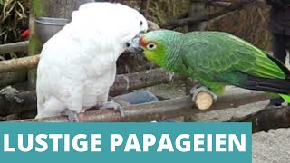 Lustige Papageien Compilation  Zum Totlachen [upl. by Torrie]