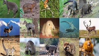 List of Animals Starting with N  All Animals [upl. by Akirahc15]