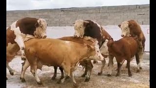 Bulls amp Cows Best Farming  New Bulls Meet Cows First Time 01 [upl. by Romalda]