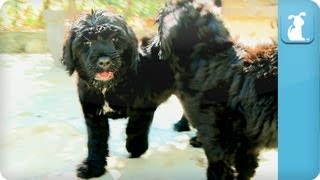 Portuguese Water Dog Puppies  Puppy Love [upl. by Novit]