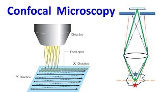 Confocal Microscopy [upl. by Aynnek]