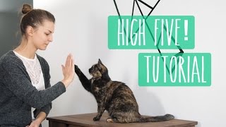 So lernt eure Katze High Five Katzentrick Tutorial [upl. by Aridan]