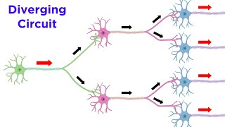 Neuronal Pools and Neural Processing [upl. by Liahus]