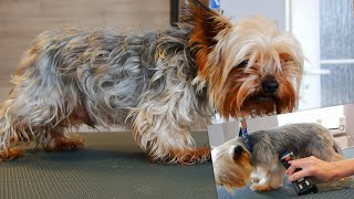 Full Grooming Yorkshire Terrier  From Start to Finish [upl. by Dorcia283]