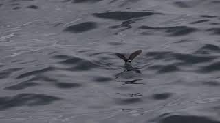 European Stormpetrels Scilly North Atlantic August 2018 [upl. by Attelra]