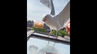 My Pet Seagull Stole His Food Bowl and Wont Give It Back [upl. by Sik]