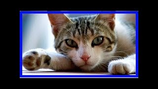 How to tell if a cat has distemper [upl. by Enidlarej580]