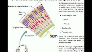 Anatomy  Vision Part 1  Retina Photoreceptors Bipolar Cells amp Ganglion Cells [upl. by Pani]