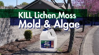 How to KILL Lichen Moss Mold amp Algae Without a Pressure Washer [upl. by Hertzfeld617]