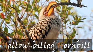 Southern Yellowbilled Hornbill Tockus leucomelas Bird Call  Stories Of The Kruger [upl. by Lipson]