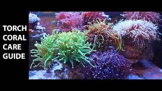 Torch Coral Care Guide [upl. by Segroeg]