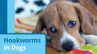 Hookworms in Dogs [upl. by Anirtep687]