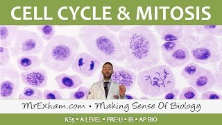 Cell replication  Cell Cycle and Mitosis  Post 16 Biology A Level PreU IB AP Bio [upl. by Onitsoga]