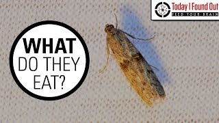 The Truth About Clothes Moths [upl. by Bigot]