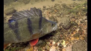 MONSTER Perch Devour Live baits Under Water [upl. by Leuneb]