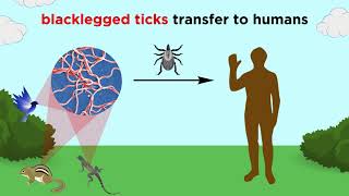 Lyme Disease Borrelia burgdorferi [upl. by Innes97]