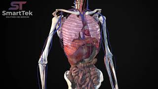 Full Virtual 3D Human Body Anatomy [upl. by Dimphia819]