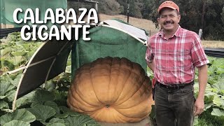 Cultivo de calabaza gigante en Napa California [upl. by Marchall]