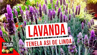 LAVANDA CUIDADOS RIEGO CULTIVO PODAR [upl. by Guimond]