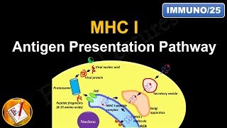 Antigen Processing and Presentation PART I MHC I Antigen Presentation pathway FLImmuno25 [upl. by Enrique]