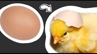 From Egg to Chick [upl. by Tiphane]