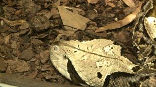 Return of the Reptiles at the American Museum of Natural History [upl. by Ayrolg737]