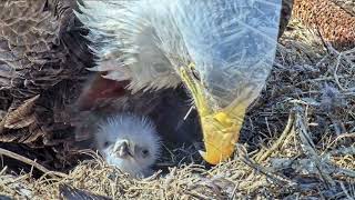 Memories To Cherish 2021 2022 Season  Dulles Greenway Eagle Cam [upl. by Aleekat]