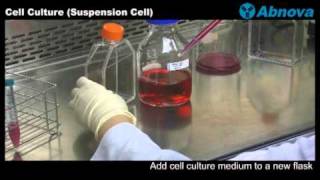 Cell Culture Suspension Cell [upl. by Prisca41]