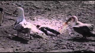 Penguin vs Giant Petrel  A violent death in Antarctica [upl. by Nilrem]