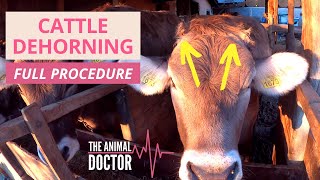 Cattle Dehorning Dairy Cows  HOW TO DO IT [upl. by Nnaylime954]