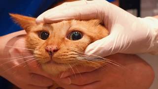 How to clean a cats eyes [upl. by Ahsitul]