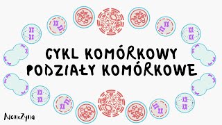 Cykl komórkowy Podziały komórkowe [upl. by Girvin304]