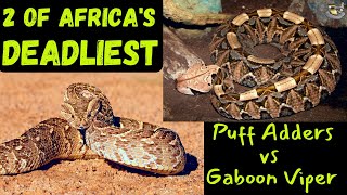 Ultimate Showdown Gaboon Viper vs Puff Adder [upl. by Cailean548]