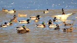 Mallard ducks quacking sounds [upl. by Elyac]